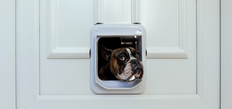 Witte deur met hond Een witte classieke deur met hondeluik een hond bokser steekt zijn kop er vriendlijk door geplaatst door Schrijnpoort BV